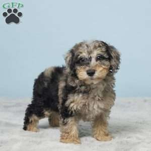 Sage, Miniature Poodle Puppy